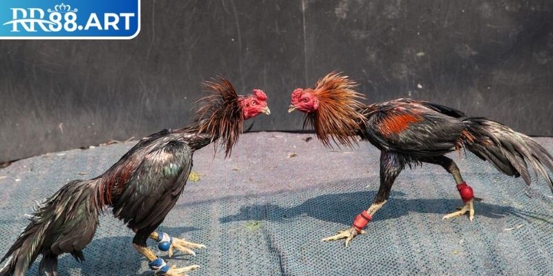 Nâng cao tính chuyên nghiệp