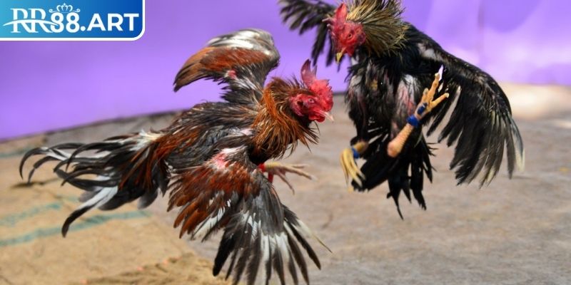 Đá Gà 4k RR88 là gì?
