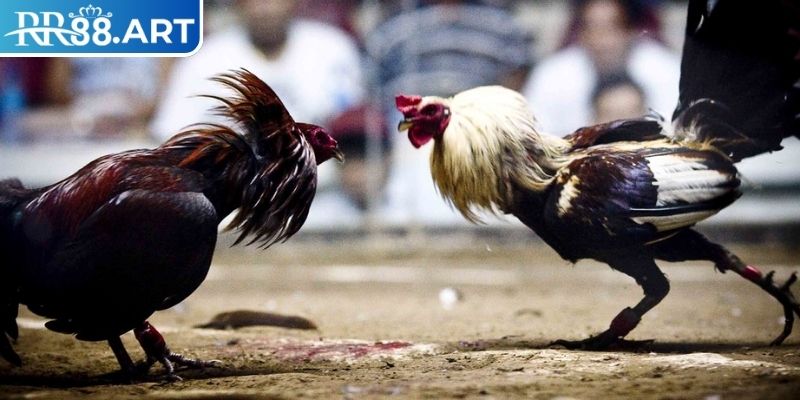 Trải nghiệm người xem khi theo dõi Đá Gà 4k RR88