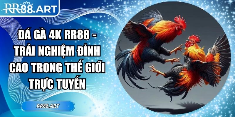 Đá Gà 4k RR88