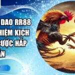 Đá gà cựa dao RR88