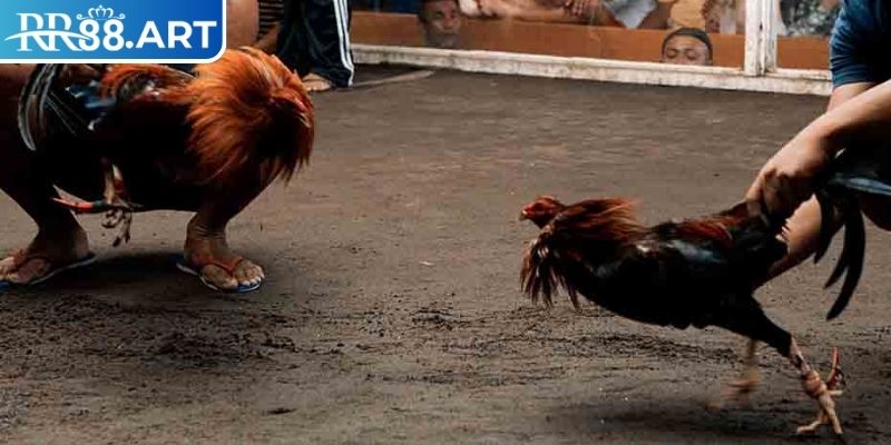 Giới thiệu đá gà cựa sắt RR88
