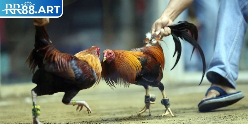 Quy tắc chung trong đá gà