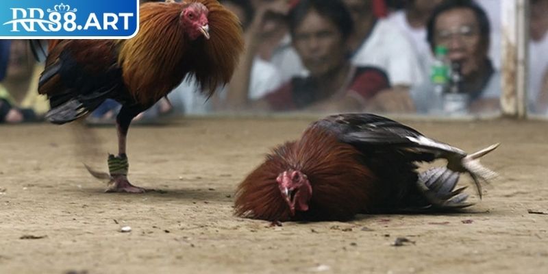 Kinh nghiệm chơi đá gà thomo