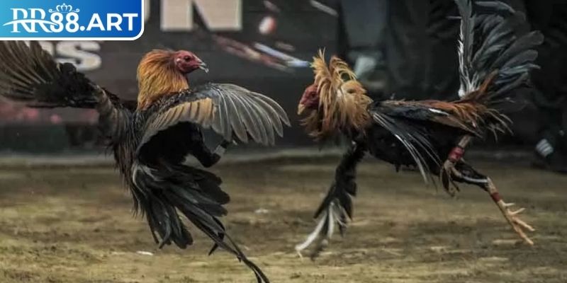 Đá gà thomo RR88 là gì?
