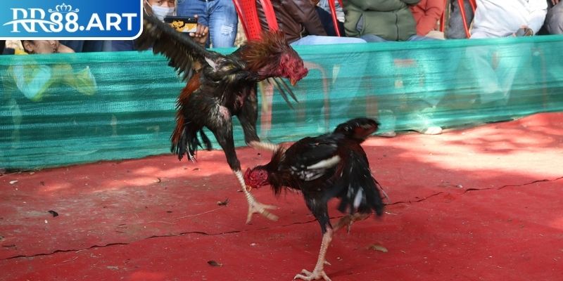 Đôi nét về đá gà tre
