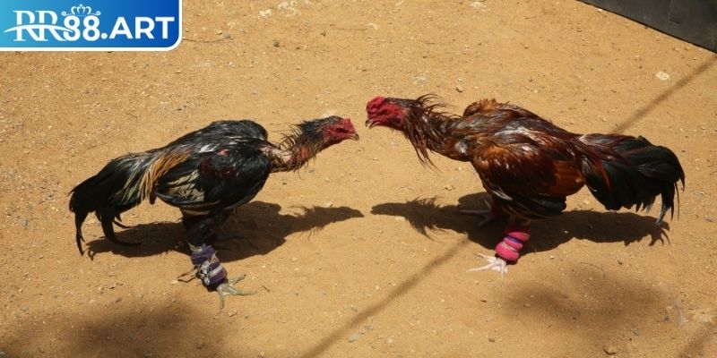 Livestream trận đá gà full HD