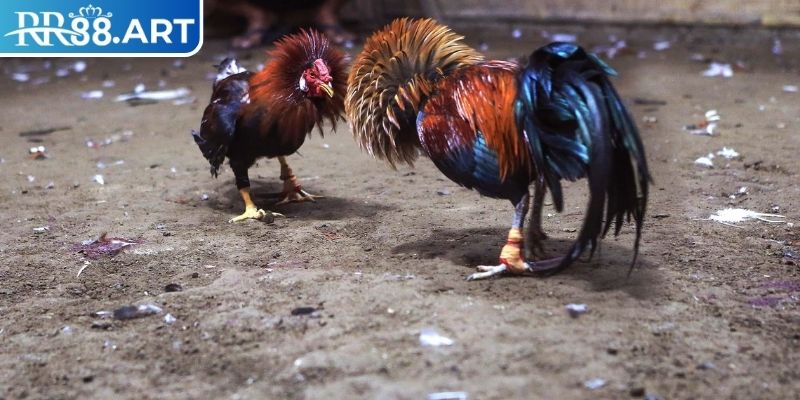 Tiến hành cược theo từng trận