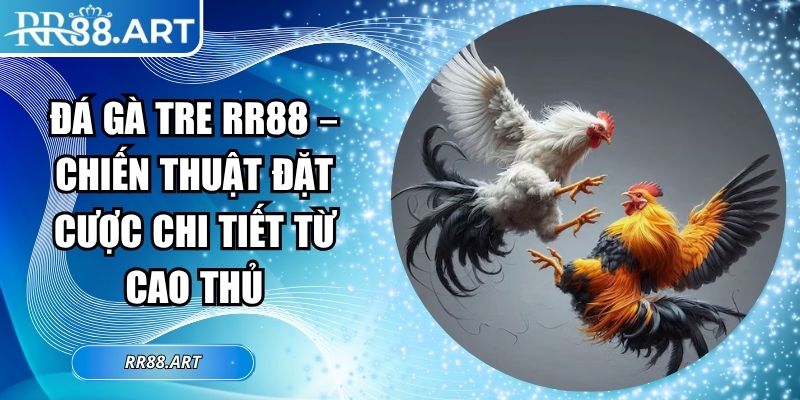 đá gà tre RR88